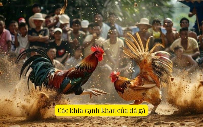 Các khía cạnh khác của đá gà