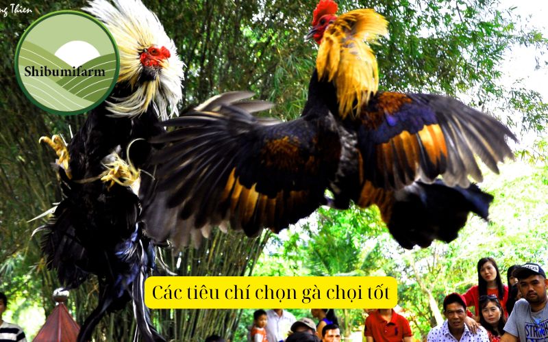 Các tiêu chí chọn gà chọi tốt