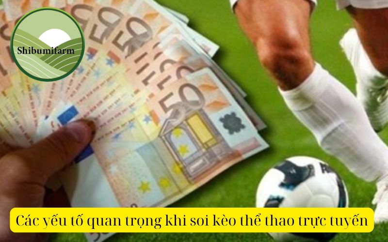 Các yếu tố quan trọng khi soi kèo thể thao trực tuyến