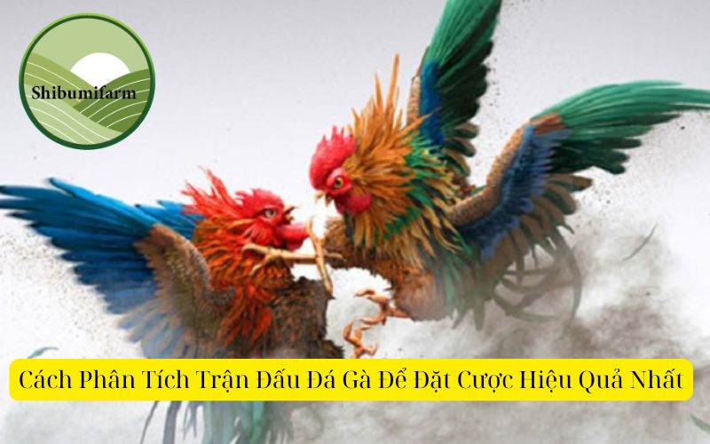 Cách Phân Tích Trận Đấu Đá Gà Để Đặt Cược Hiệu Quả Nhất