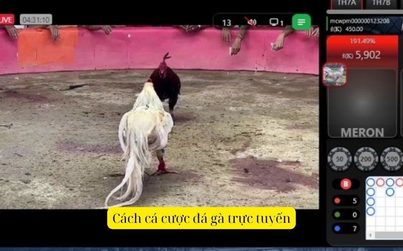 Cách cá cược đá gà trực tuyến