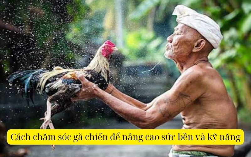 Cách chăm sóc gà chiến để nâng cao sức bền và kỹ năng