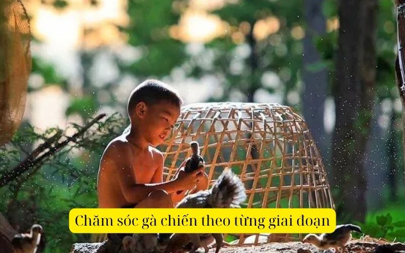 Chăm sóc gà chiến theo từng giai đoạn