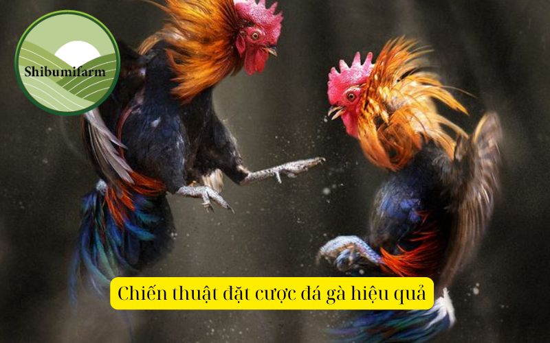 Chiến thuật đặt cược đá gà hiệu quả