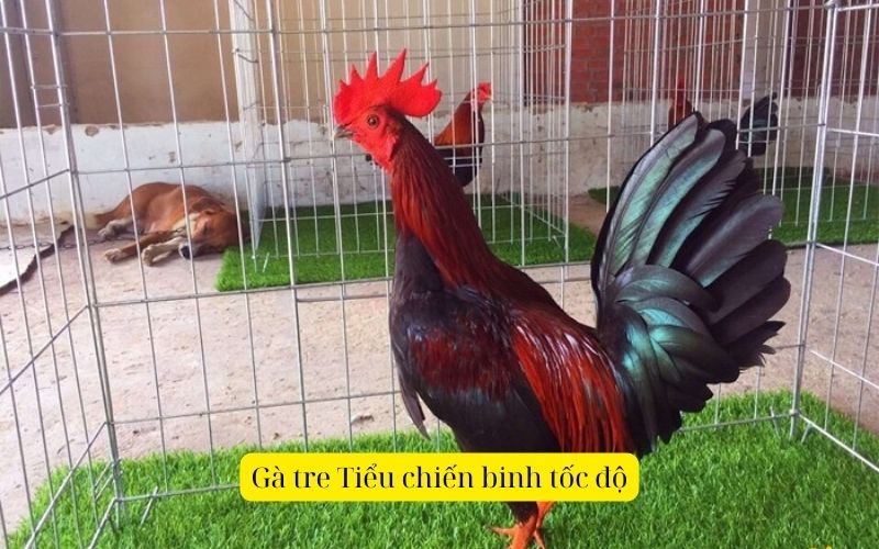 Gà tre - Tiểu chiến binh tốc độ