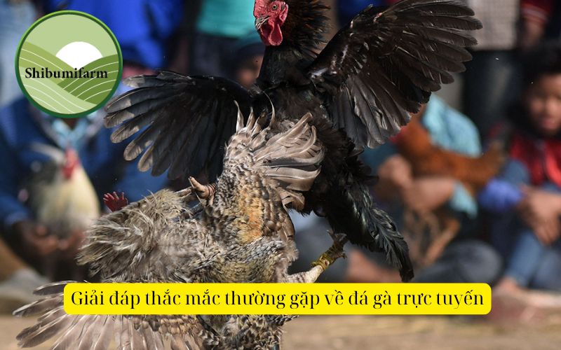 Giải đáp thắc mắc thường gặp về đá gà trực tuyến