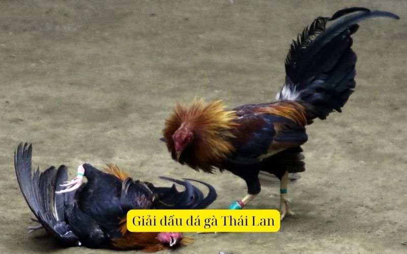Giải đấu đá gà Thái Lan