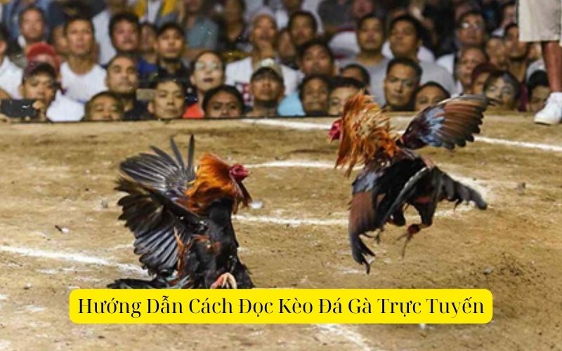 Hướng Dẫn Cách Đọc Kèo Đá Gà Trực Tuyến