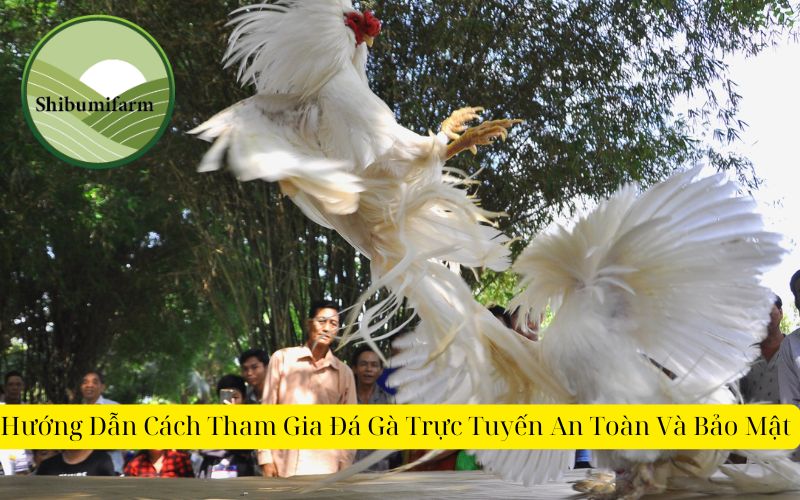 Hướng Dẫn Cách Tham Gia Đá Gà Trực Tuyến An Toàn Và Bảo Mật