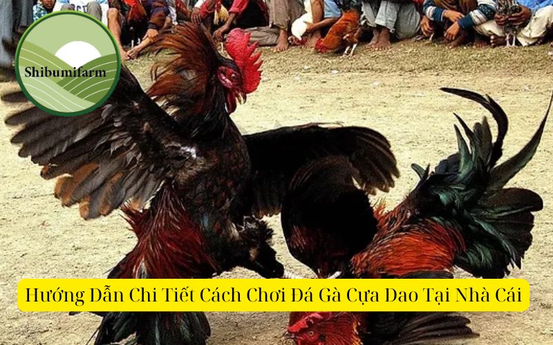 Hướng Dẫn Chi Tiết Cách Chơi Đá Gà Cựa Dao Tại Nhà Cái