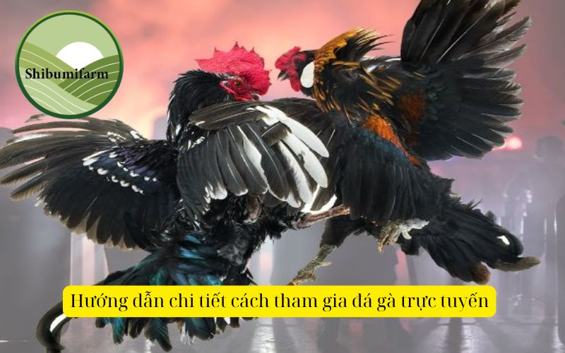 Hướng dẫn chi tiết cách tham gia đá gà trực tuyến