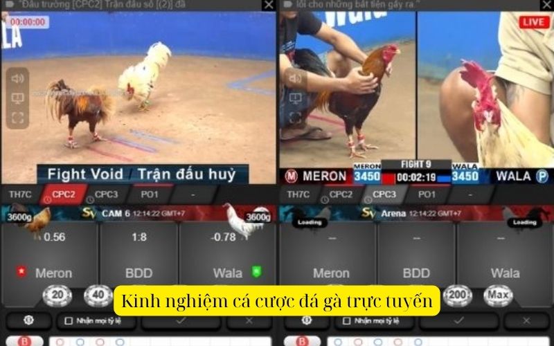 Kinh nghiệm cá cược đá gà trực tuyến