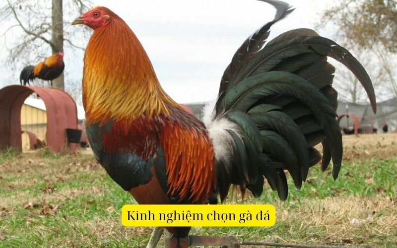 Kinh nghiệm chọn gà đá