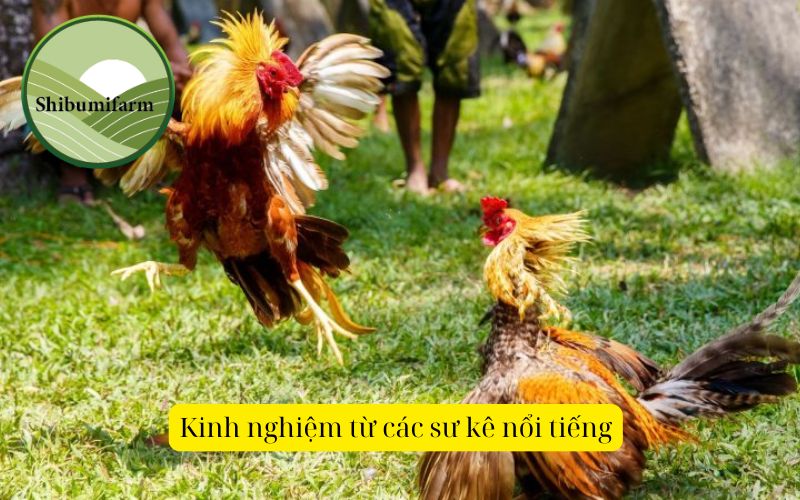 Kinh nghiệm từ các sư kê nổi tiếng