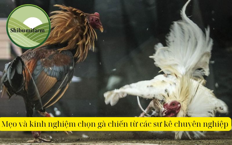 Mẹo và kinh nghiệm chọn gà chiến từ các sư kê chuyên nghiệp
