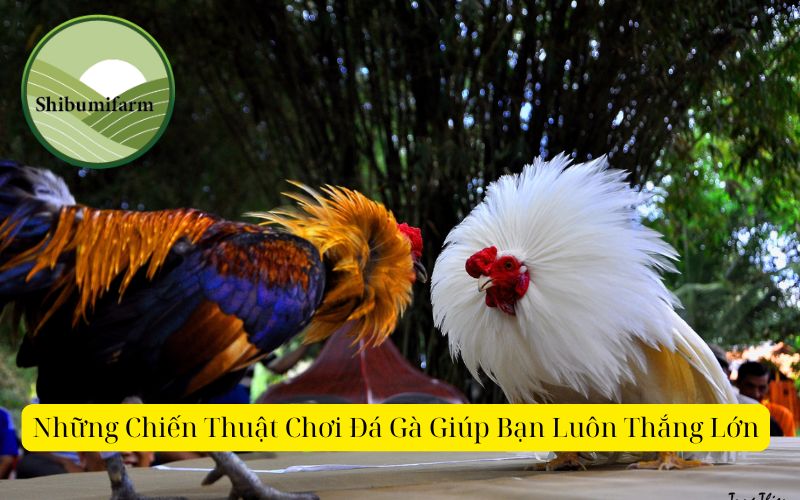 Những Chiến Thuật Chơi Đá Gà Giúp Bạn Luôn Thắng Lớn