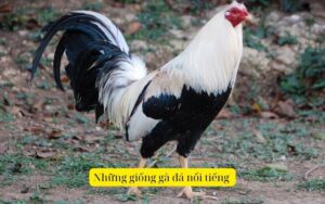 Những giống gà đá nổi tiếng