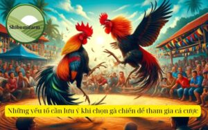 Những yếu tố cần lưu ý khi chọn gà chiến để tham gia cá cược