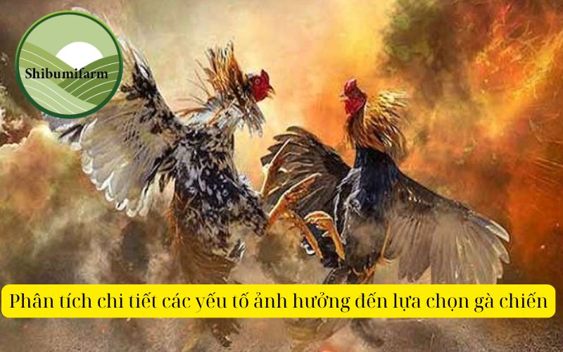 Phân tích chi tiết các yếu tố ảnh hưởng đến lựa chọn gà chiến