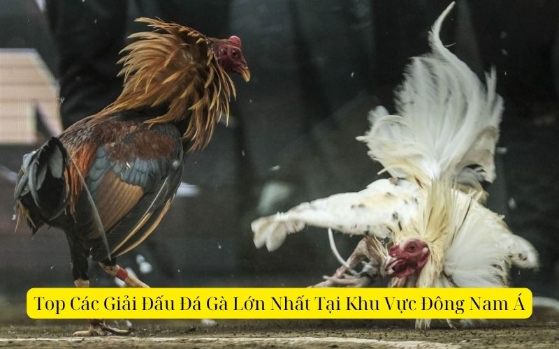 Top Các Giải Đấu Đá Gà Lớn Nhất Tại Khu Vực Đông Nam Á