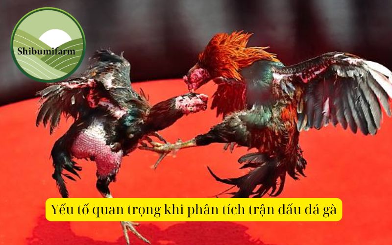 Yếu tố quan trọng khi phân tích trận đấu đá gà