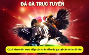 Cách theo dõi trực tiếp các trận đấu đá gà tại các nhà cái lớn