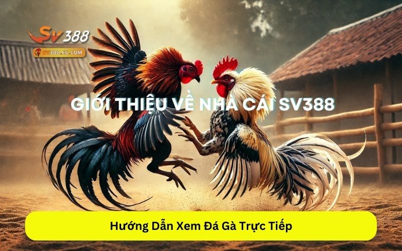 Hướng Dẫn Xem Đá Gà Trực Tiếp