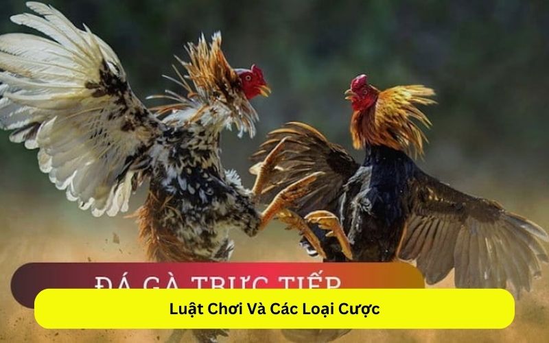 Luật Chơi Và Các Loại Cược