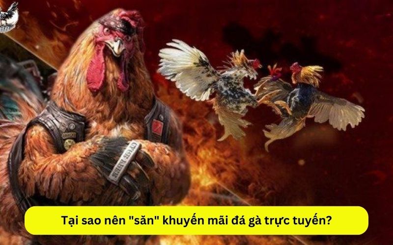 Tại sao nên săn khuyến mãi đá gà trực tuyến