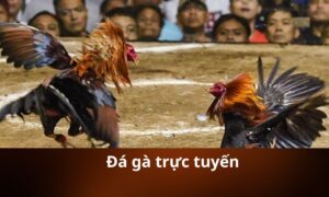 Đá gà trực tuyến