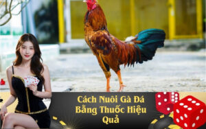 Cách Nuôi Gà Đá Bằng Thuốc Hiệu Quả