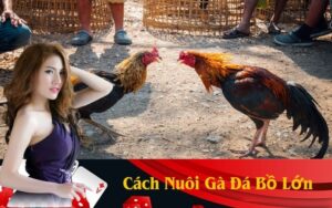 Cách Nuôi Gà Đá Bồ Lớn